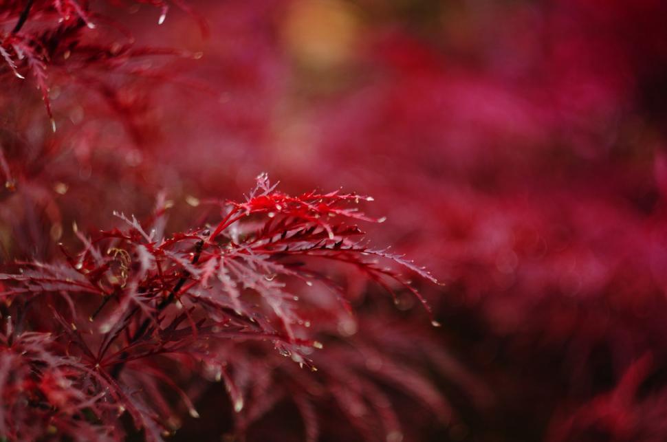 Free Image of Close Up of Plant With Red Leaves 