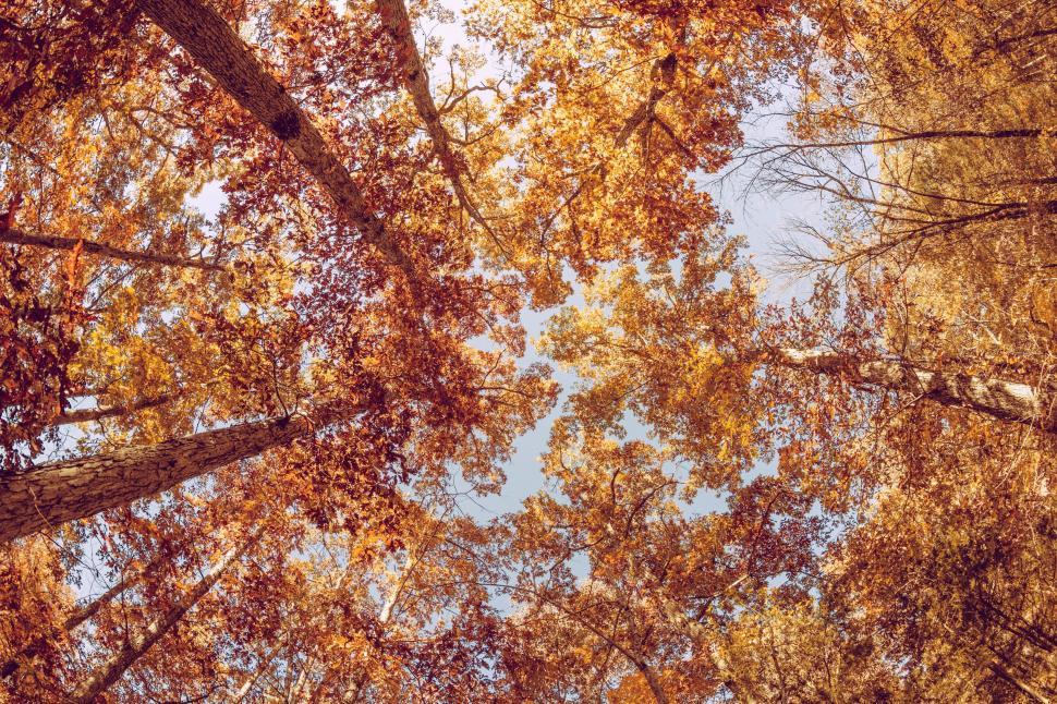 Free Image of Looking Up at the Canopy of Tall Trees 