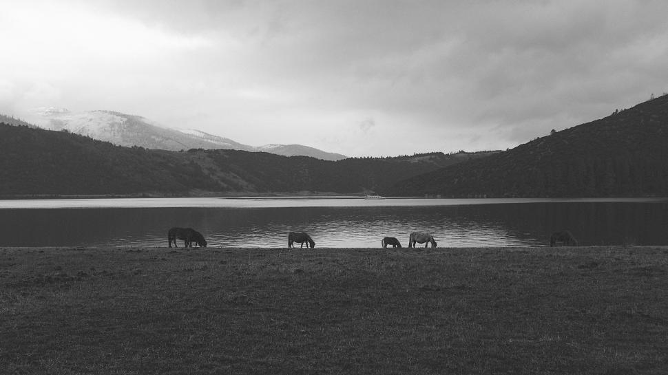 Free Image of Horses Grazing Near Lake 