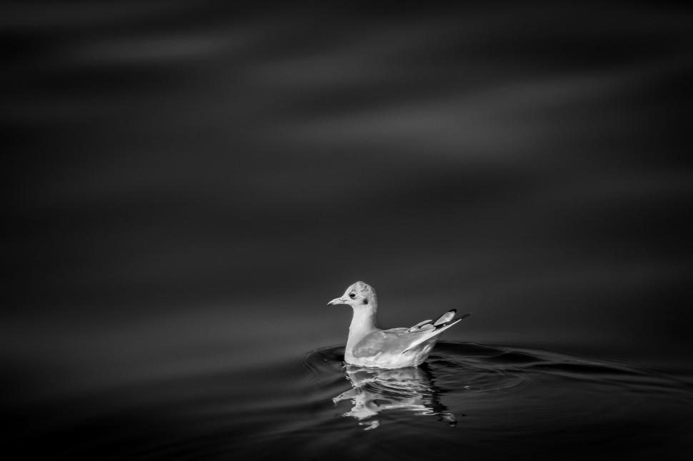 Free Image of Duck Swimming in Water 