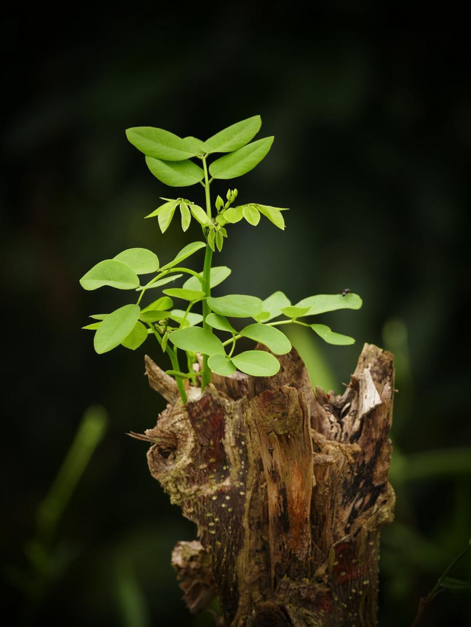 Free Image of Plant Growing Out of Tree Stump 
