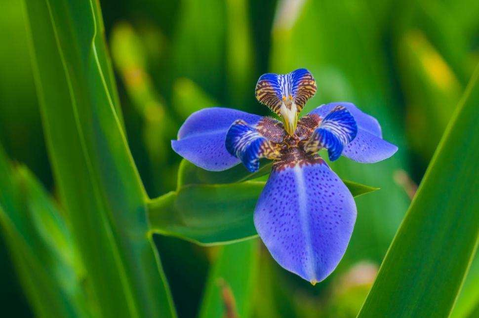 Free Image of Close Up of a Blue Flower on a Plant 