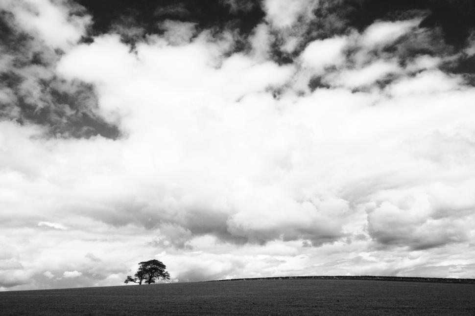 Free Image of Tree Standing Alone in Field 