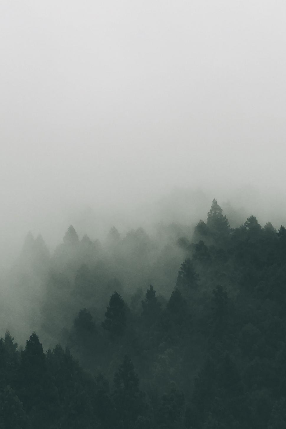Free Image of Foggy Forest in Black and White 