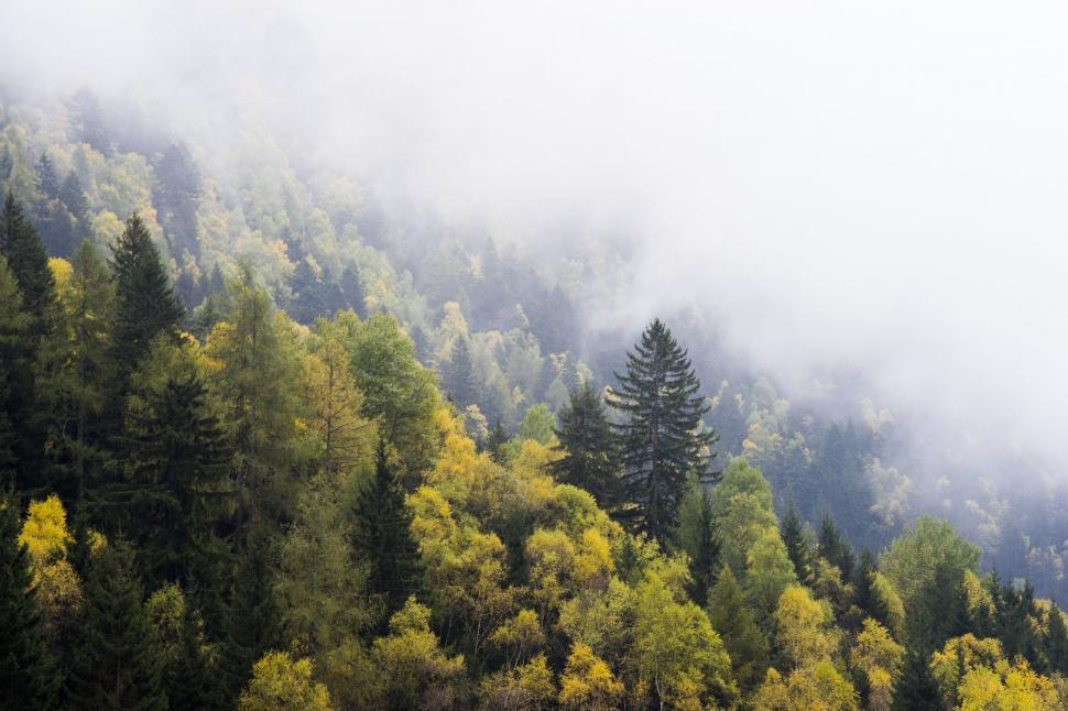 Free Image of Fog-Covered Forest With Yellow Trees 