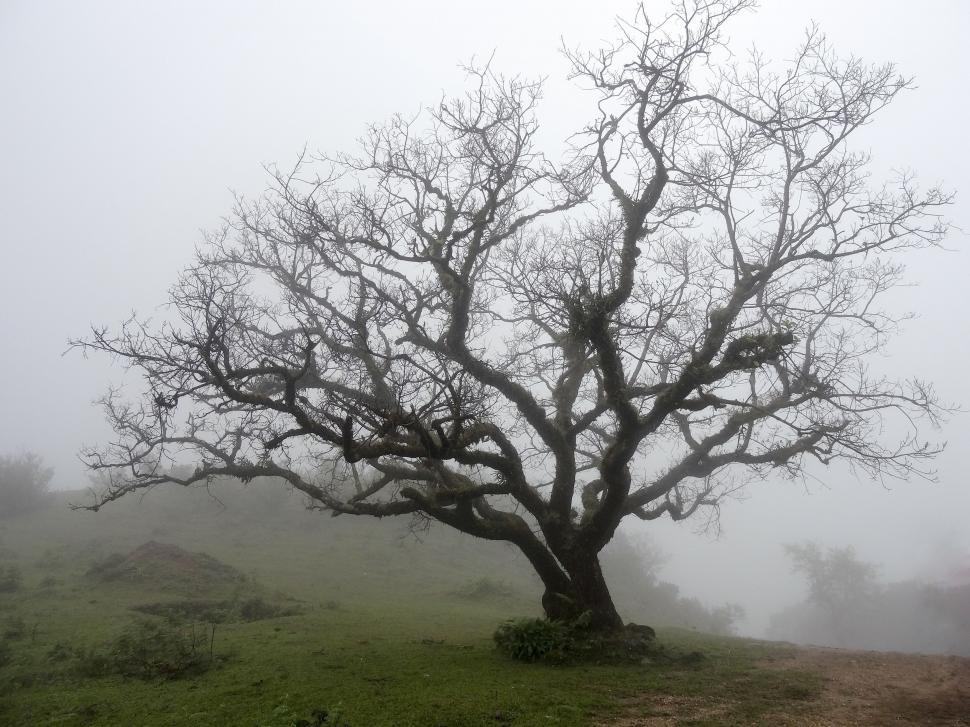 Free Image of Lone Tree Standing in Foggy Field 