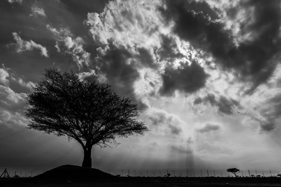 Free Image of Tree and Clouds in Black and White 