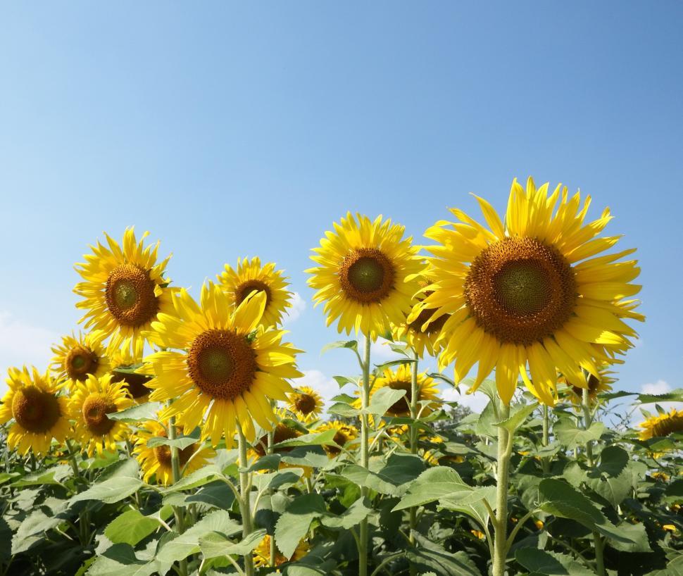 Download Free Stock Photo of Sunflower field  