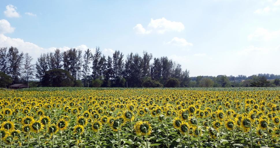 Free Image of Sunflower field facing away 