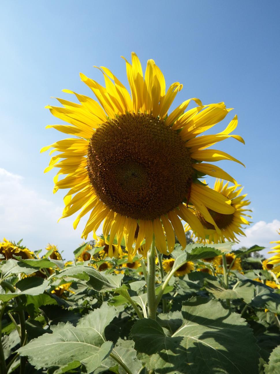 Free Image of Single Sunflower on Blue Sky Background  