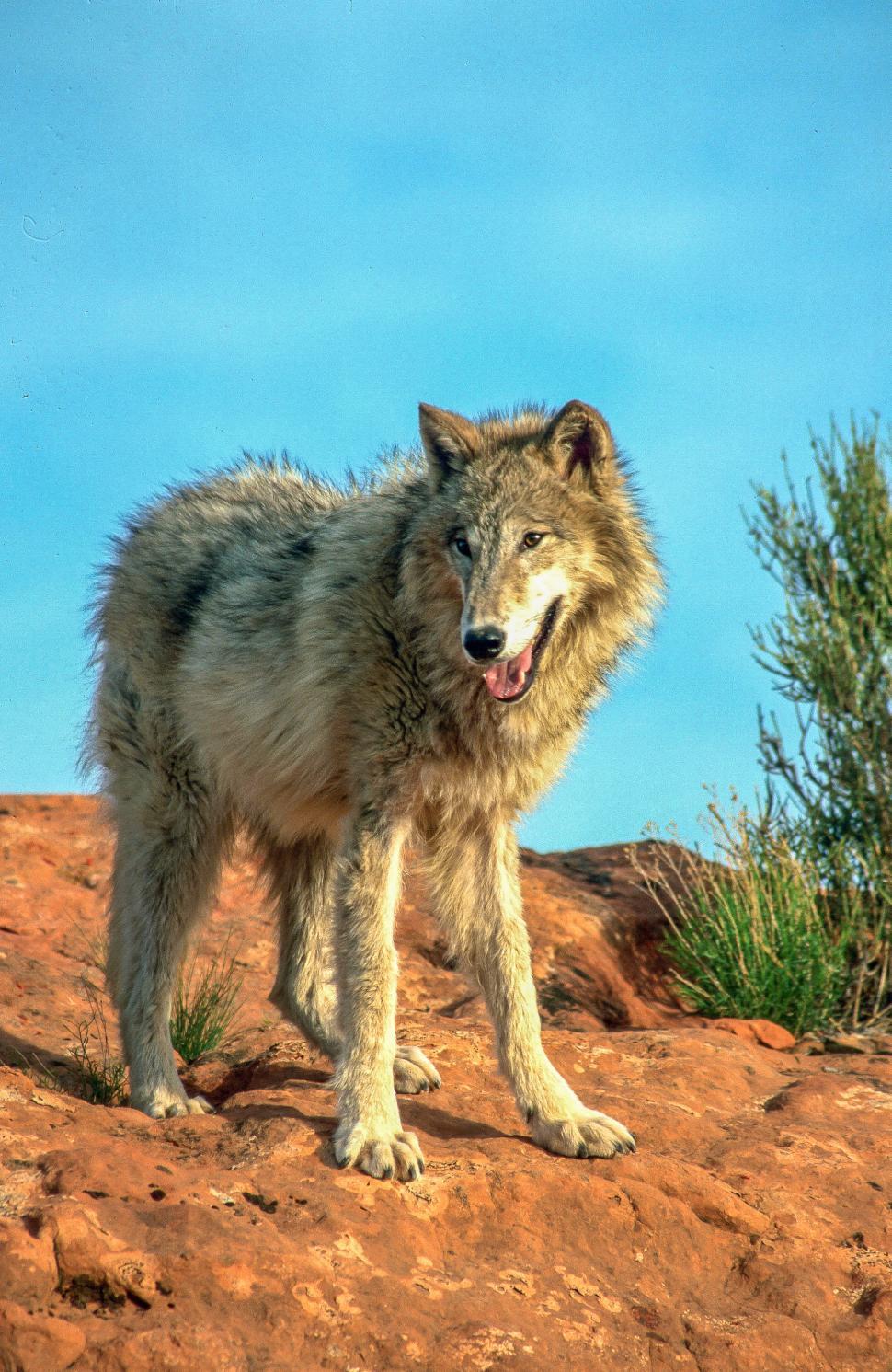 Free Image of Wolf 