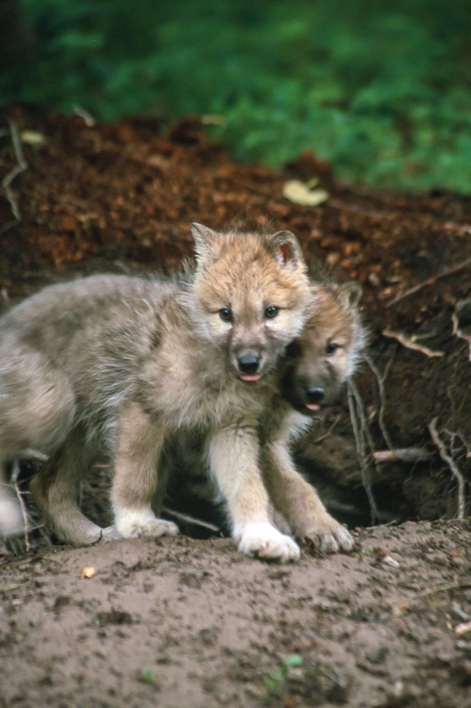 Free Image of Wolf cubs 
