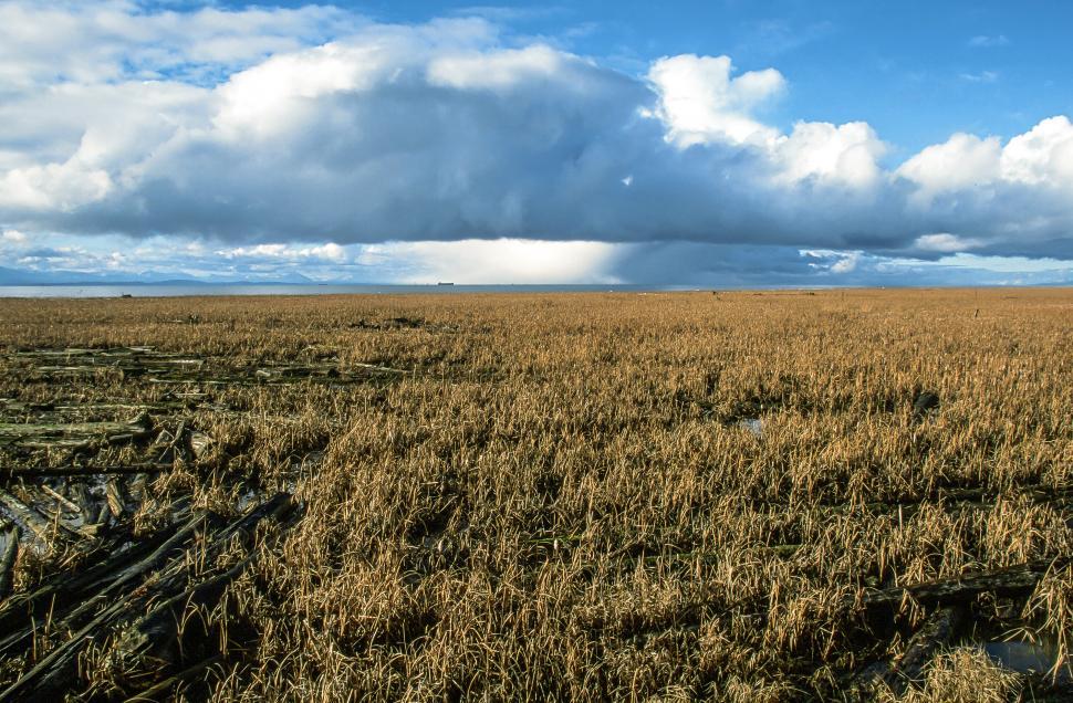 Free Image of Marsh Landscape 