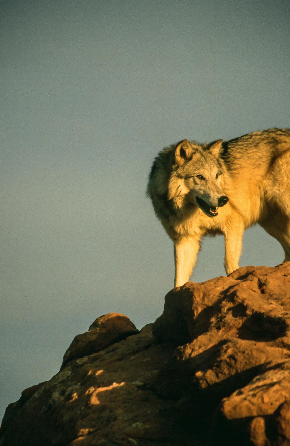Free Image of Wolf on a rock 