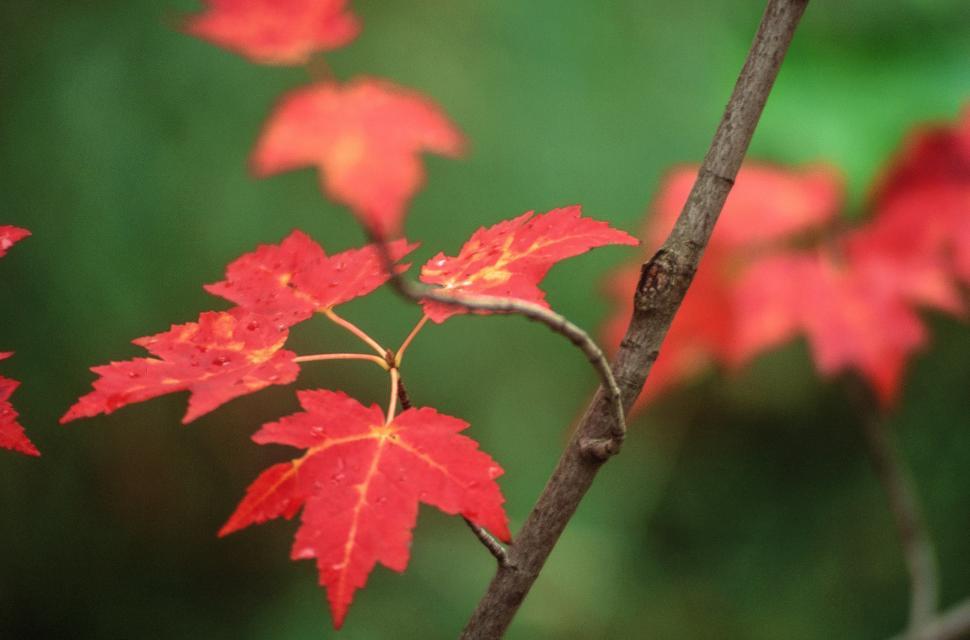 Free Image of Maple Leaves 
