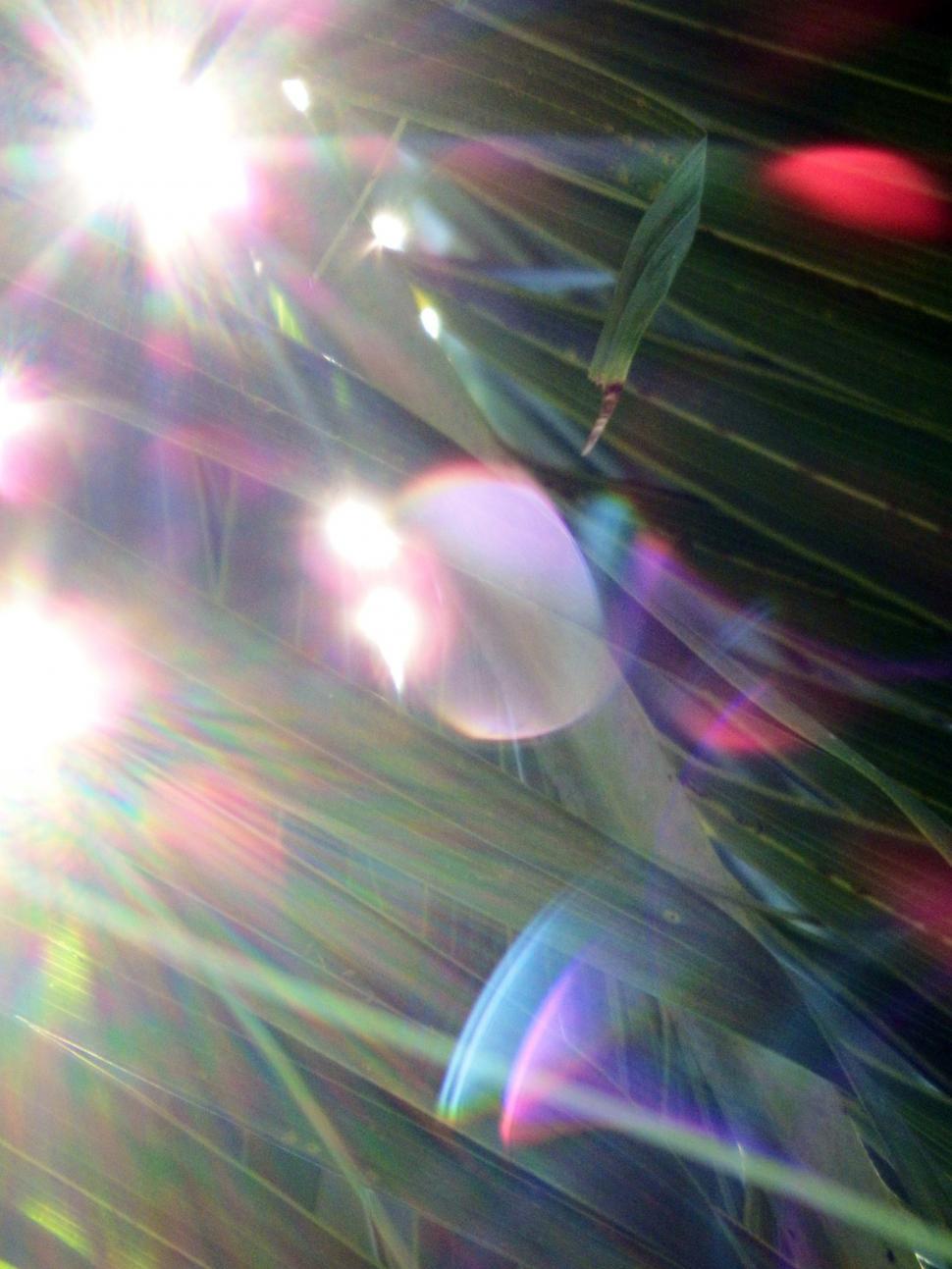 Free Image of Sunlight Shining through the Tropical Forest  