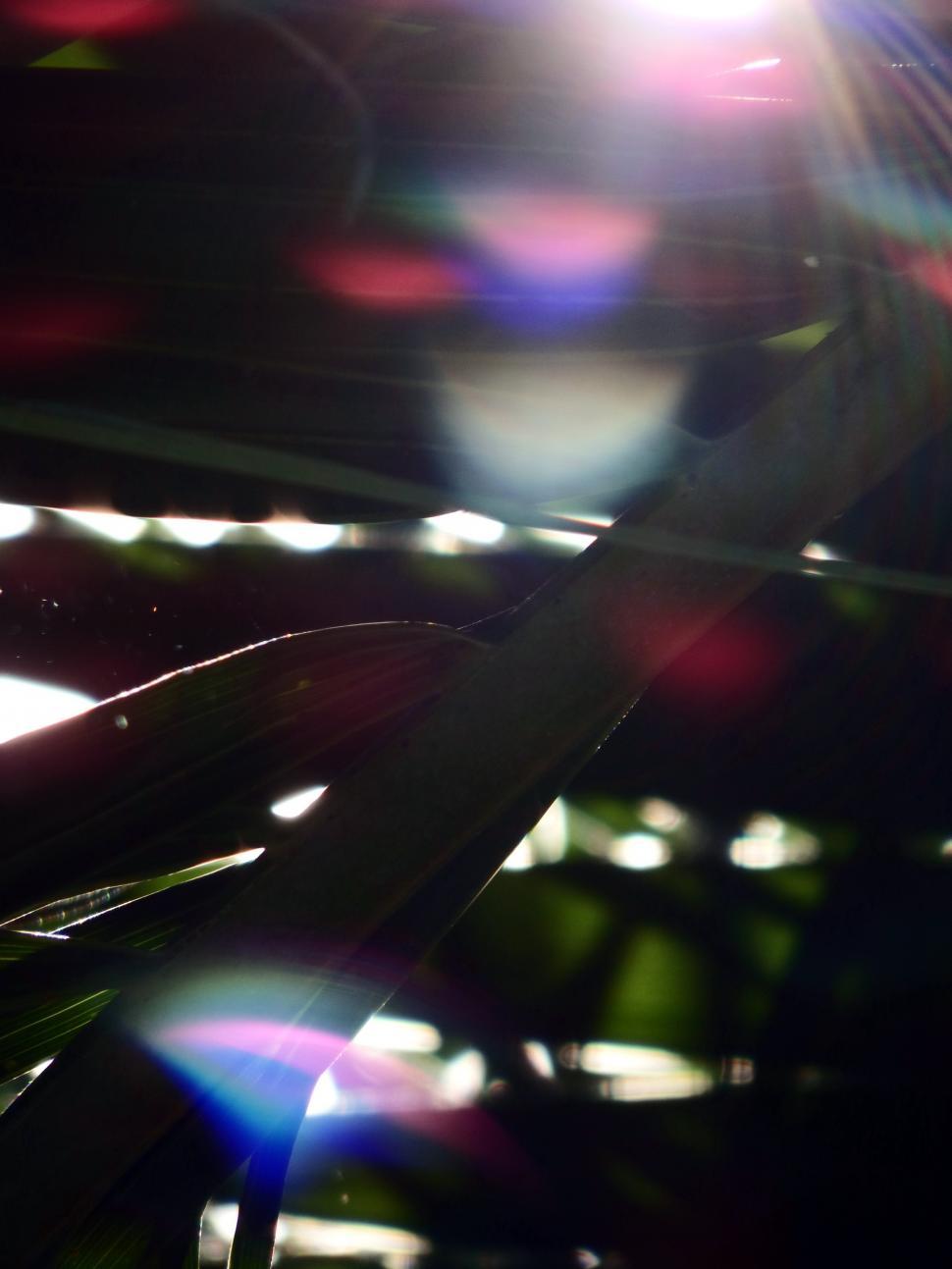 Free Image of Sunlight Shining through the Tropical Forest  