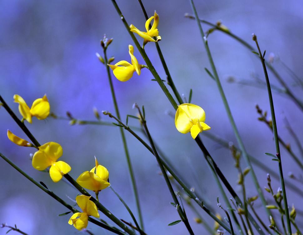 Free Image of Yellow flowers (small) 
