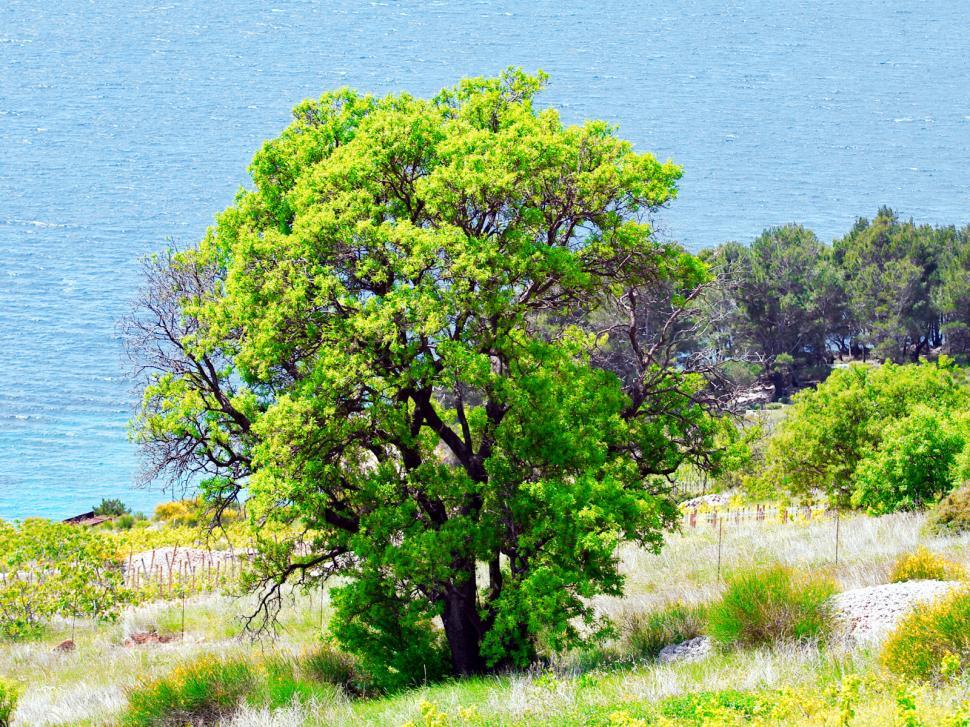Free Image of Green tree 