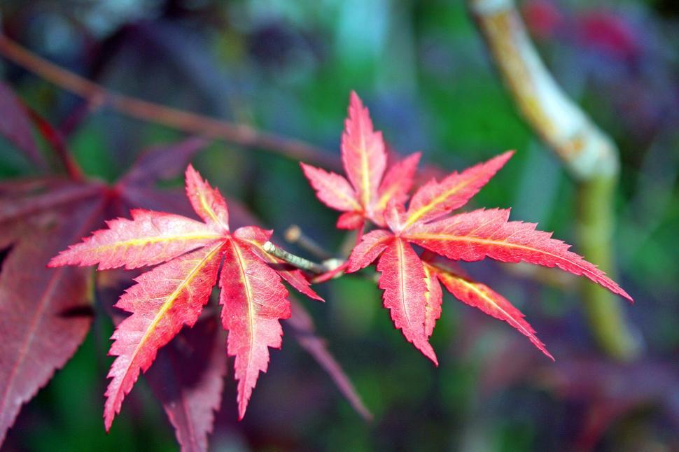 Free Image of Japanese Red Maple Bloodgood Leaves 