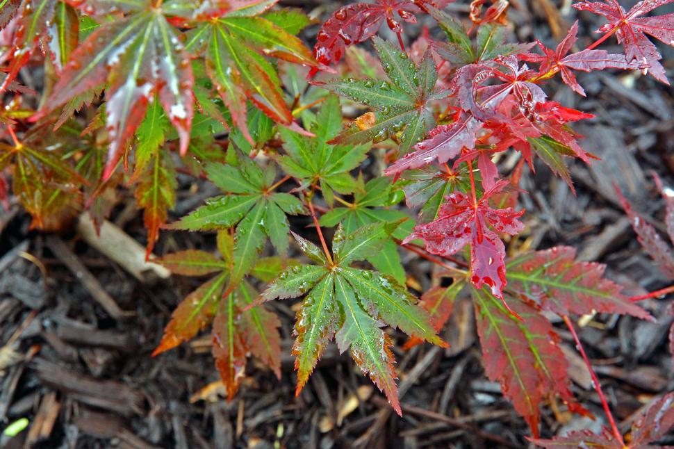 Free Image of Japanese Maple Bloodgood Wet Leaves 