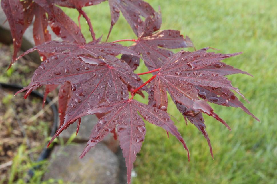 Free Image of Japanese Maple Red Bloodgood Wet Leaves 