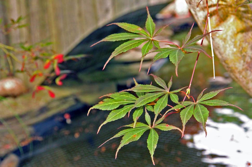 Free Image of Japanese Maple Leaves of Tree By a Pond 