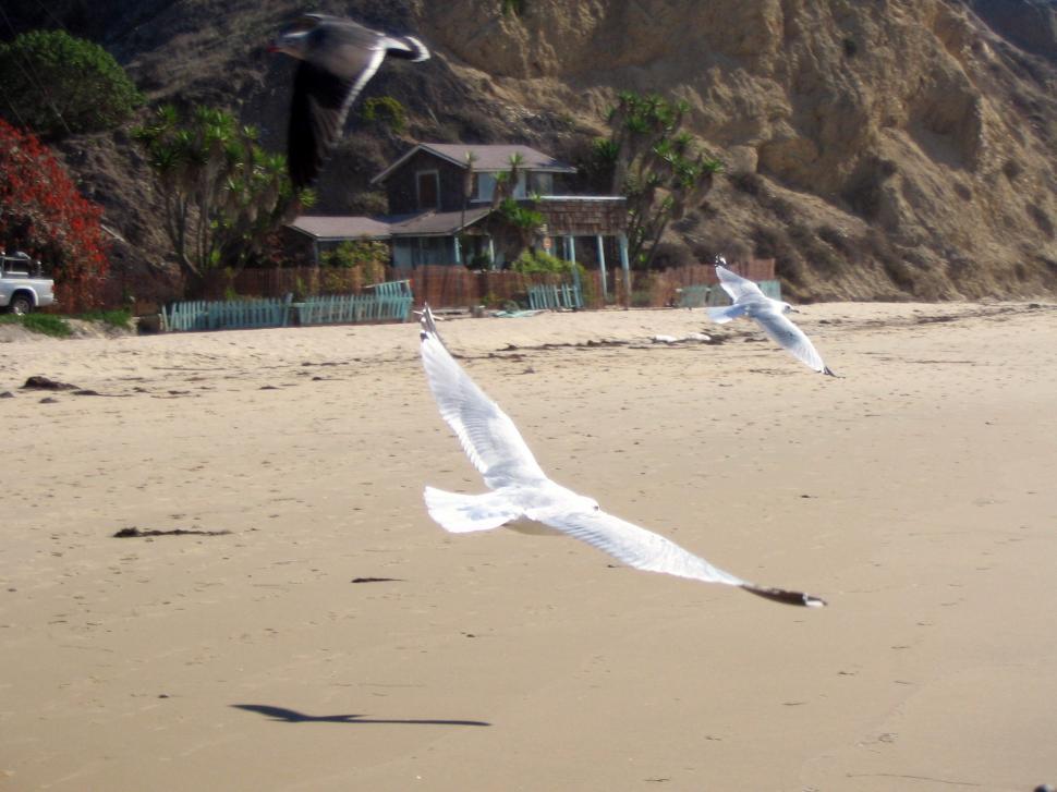 Free Image of Birds Flying Over Sandy Beach 