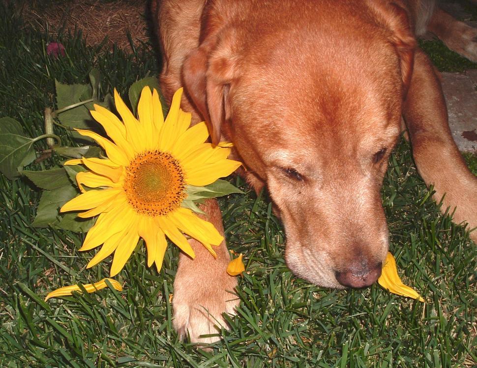 Free Image of sleeping dog and flower 