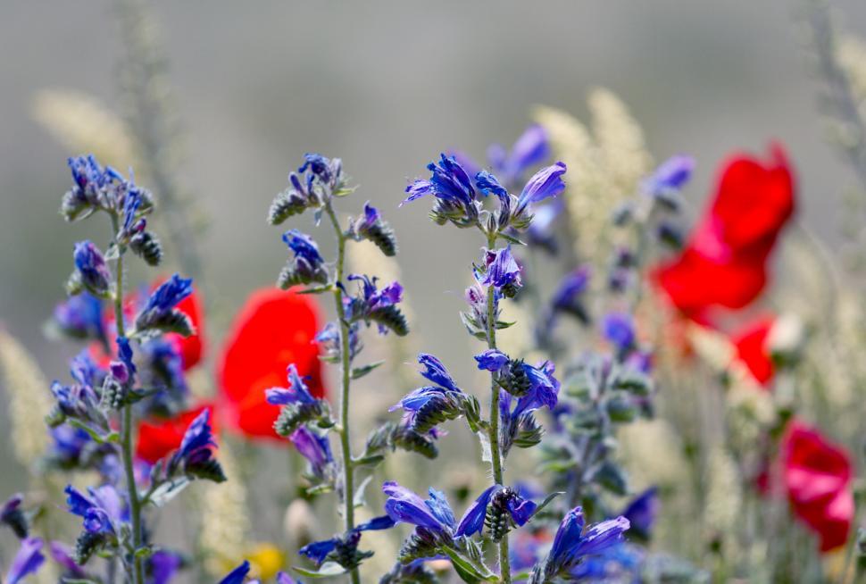 Free Image of Blue Flowers 