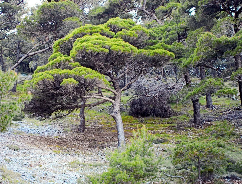 Free Image of Pine tree 