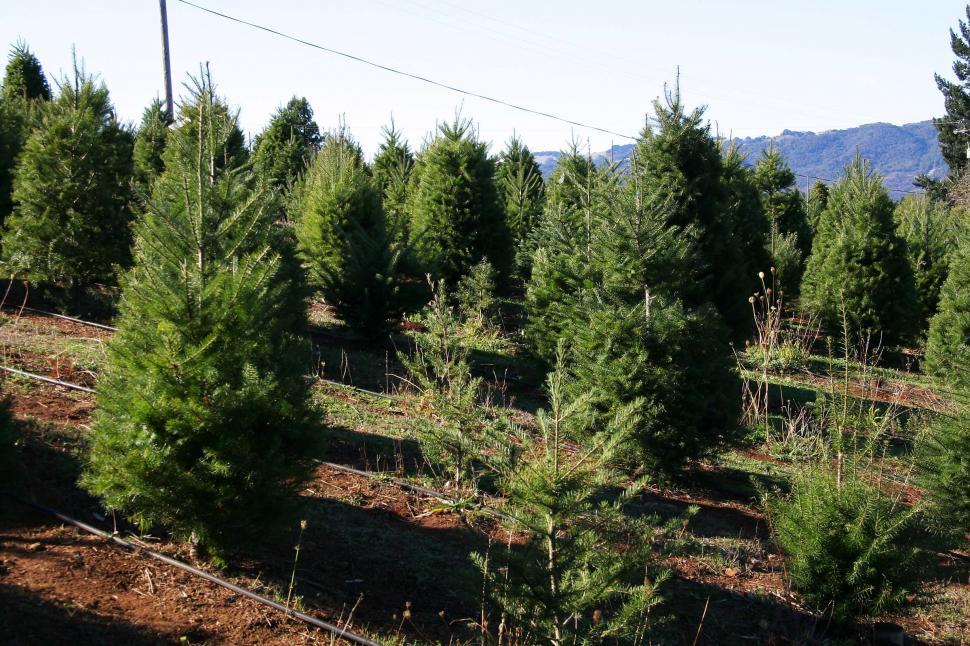 Free Image of Christmas tree farm 