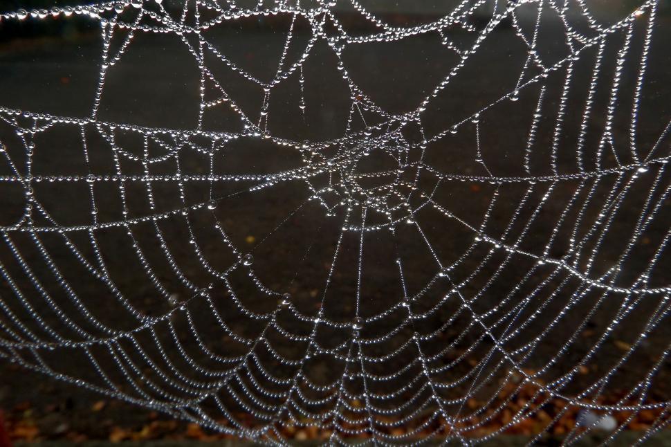 Free Image of Dew-soaked web 
