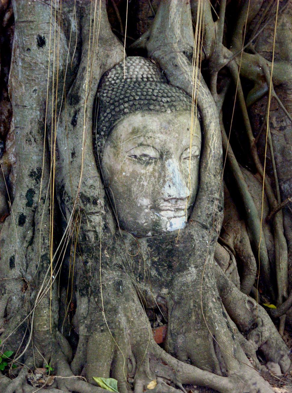 Free Image of Buddha head entwined in roots 