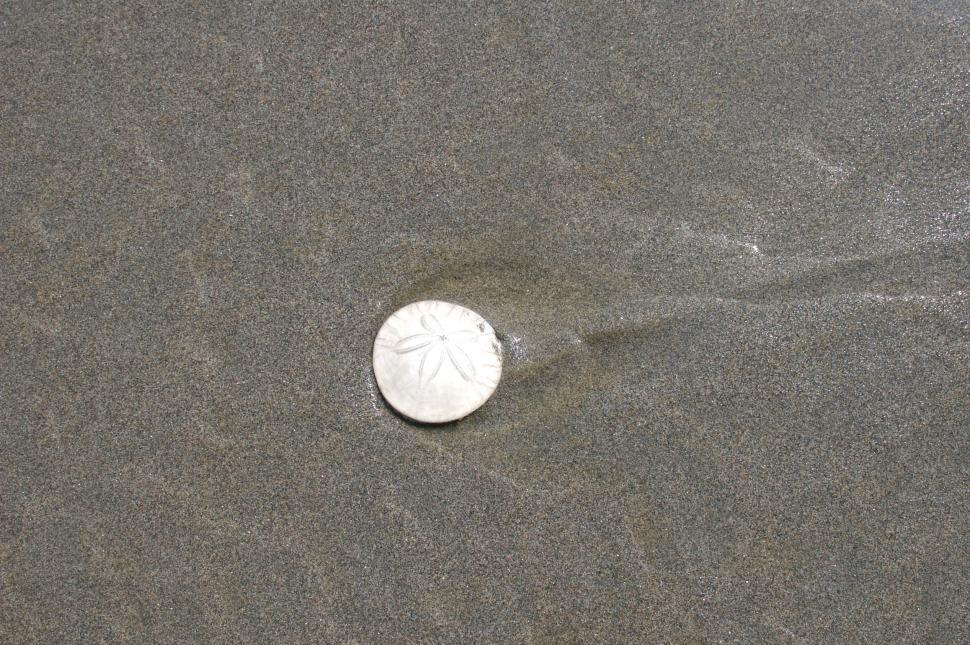 Free Image of Sand Dollar Wide 