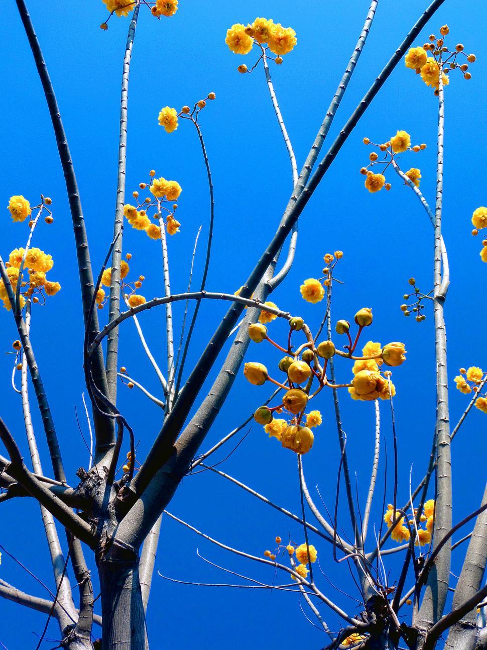 Free Image of Flowers on a leafless tree 