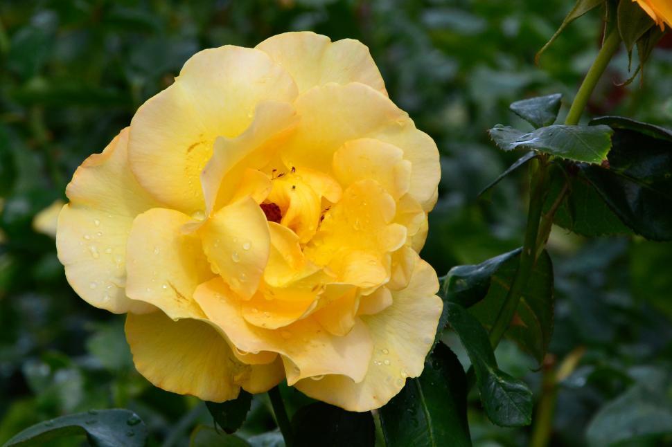 Free Image of Hybrid tea rose 'Keep Smiling'  