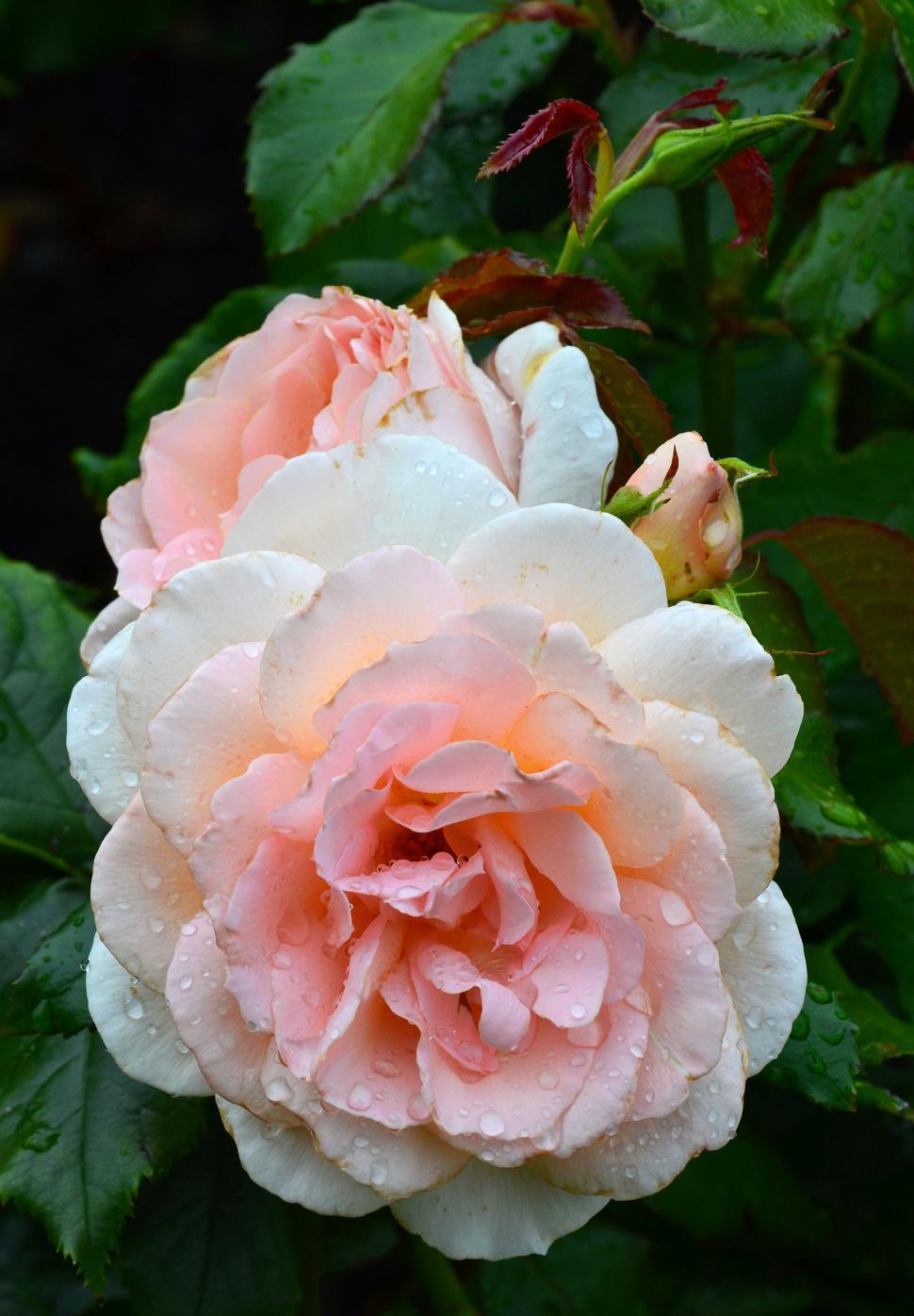 Free Image of Hybrid tea rose 'Chandos Beauty'  