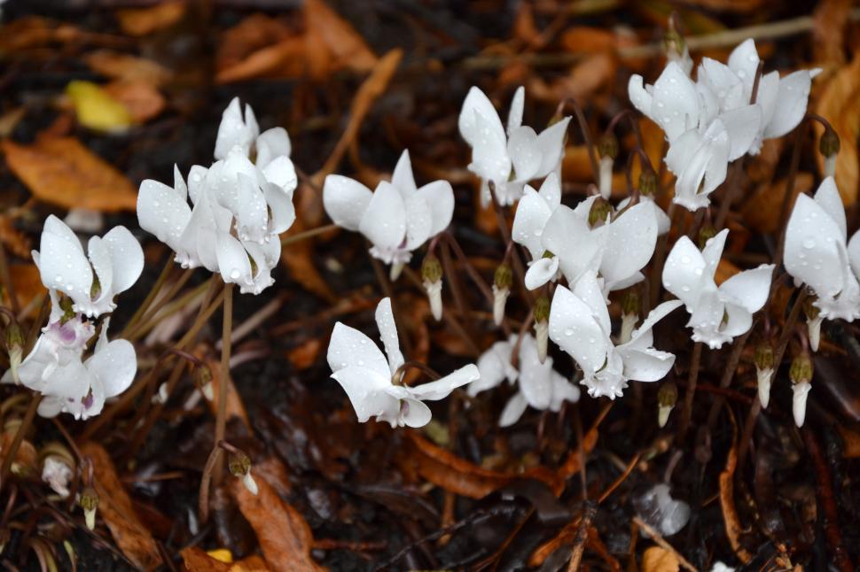 Free Image of Flowering white cyclamen  