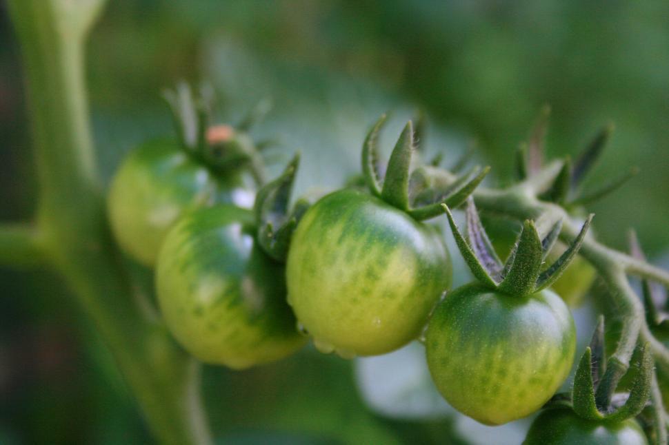 Free Image of Unripen Cherry Tomatoes on the Vine 