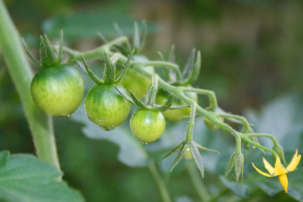Free Image of Cherry Tomatoes on the Vine 