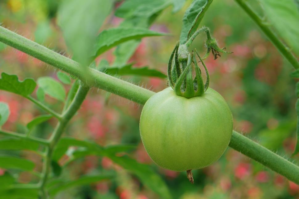Free Image of A Single Tomato on the Vine 