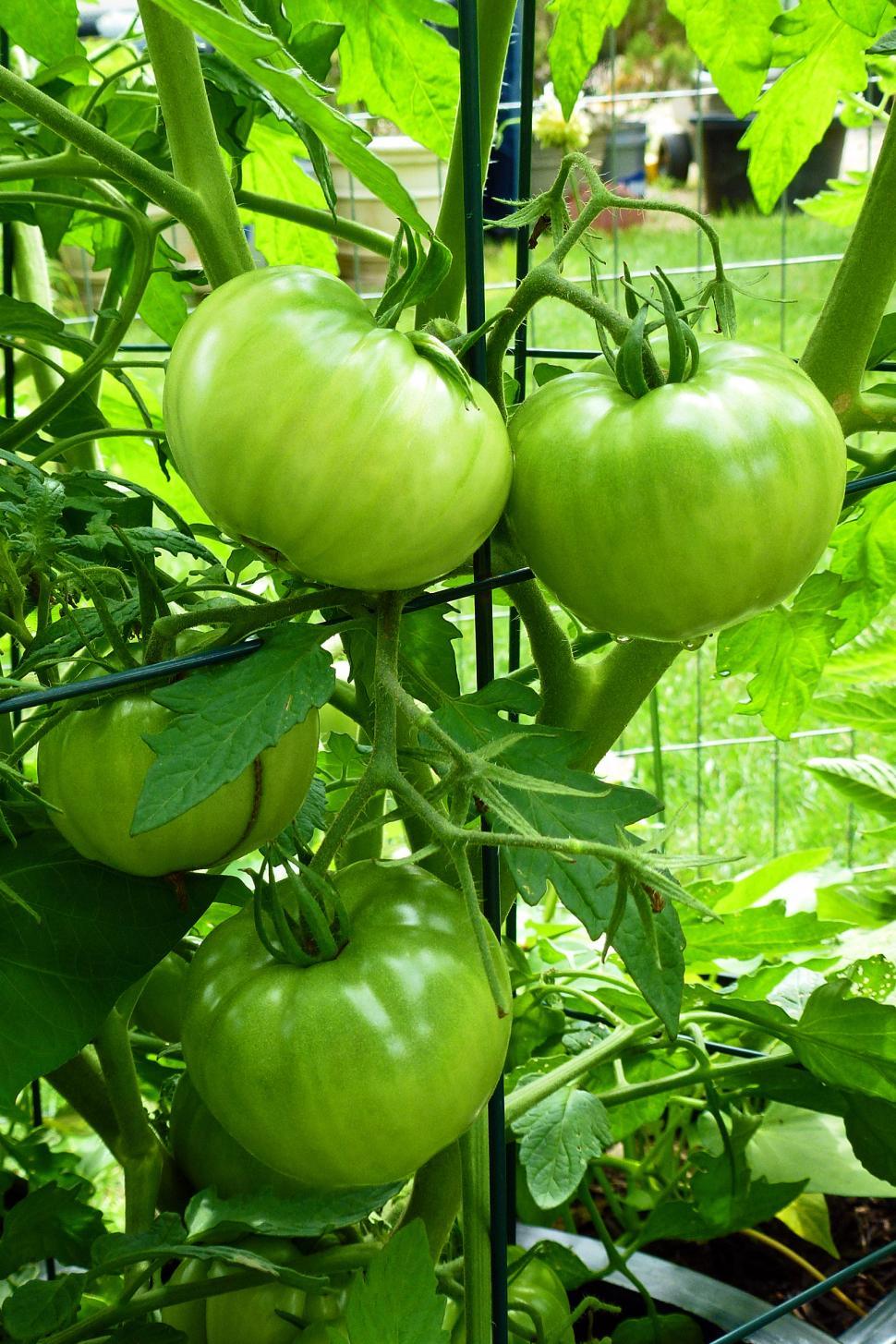 Free Image of Tomatoes on the Vine 