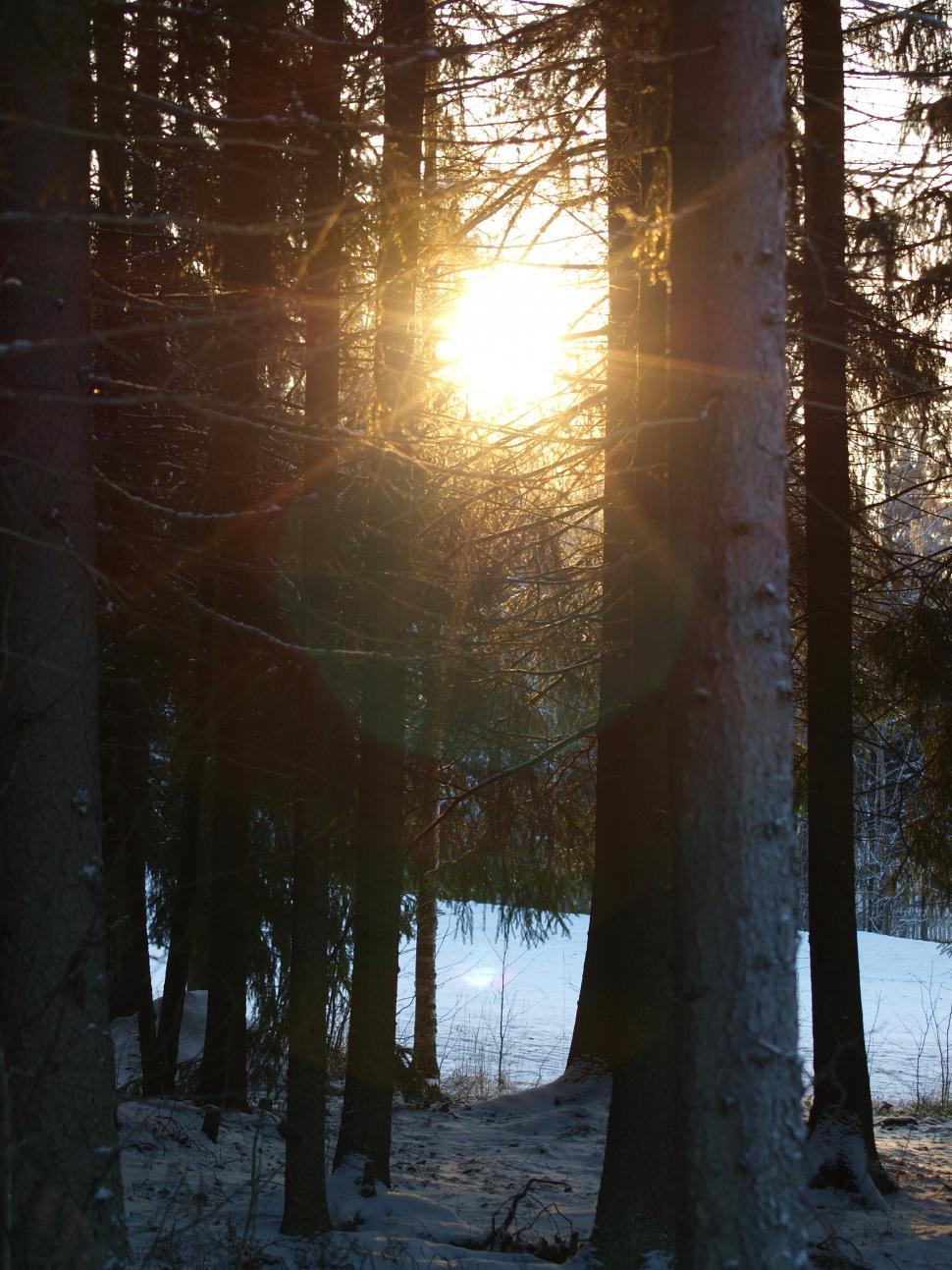 Free Image of Frozen forest with sun 