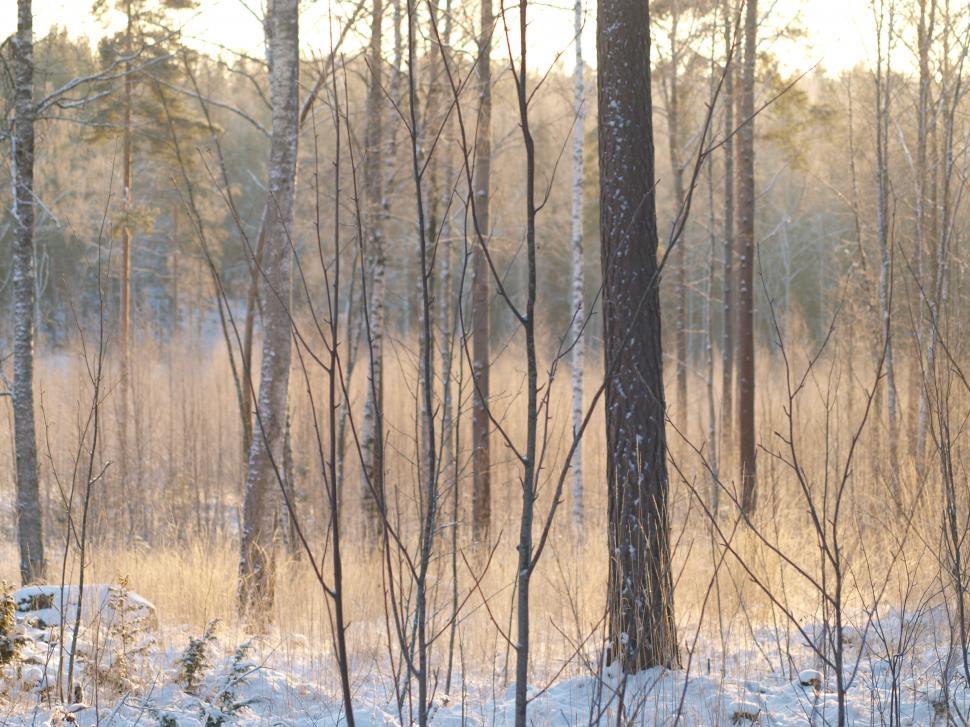 Free Image of Thin trees in frozen forest  