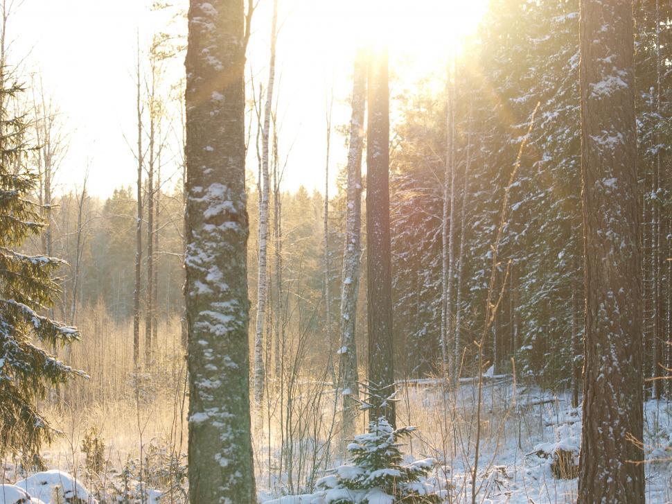 Free Image of Frozen forest, bright sun 