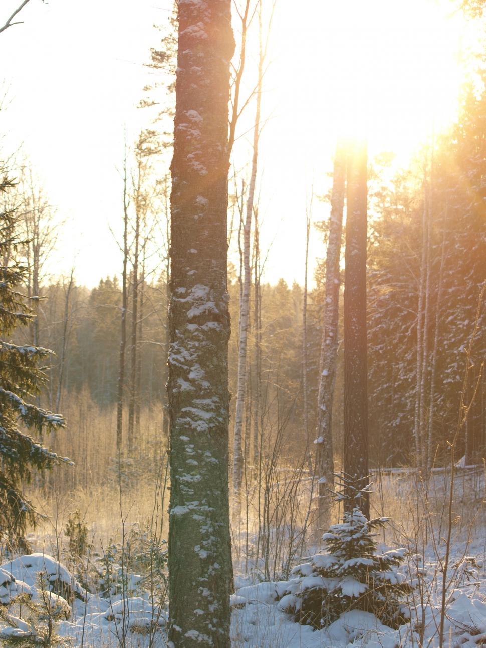 Free Image of Bright sun in frozen forest  