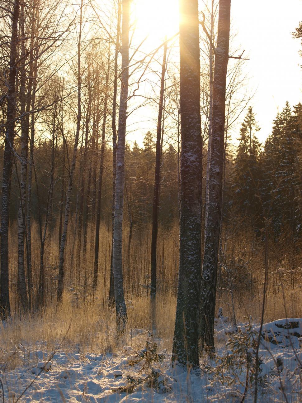 Free Image of Sun in Frozen forest  