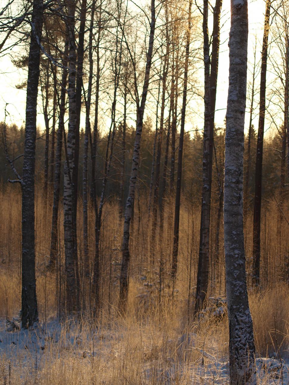 Free Image of Frozen forest with dense underbrush 
