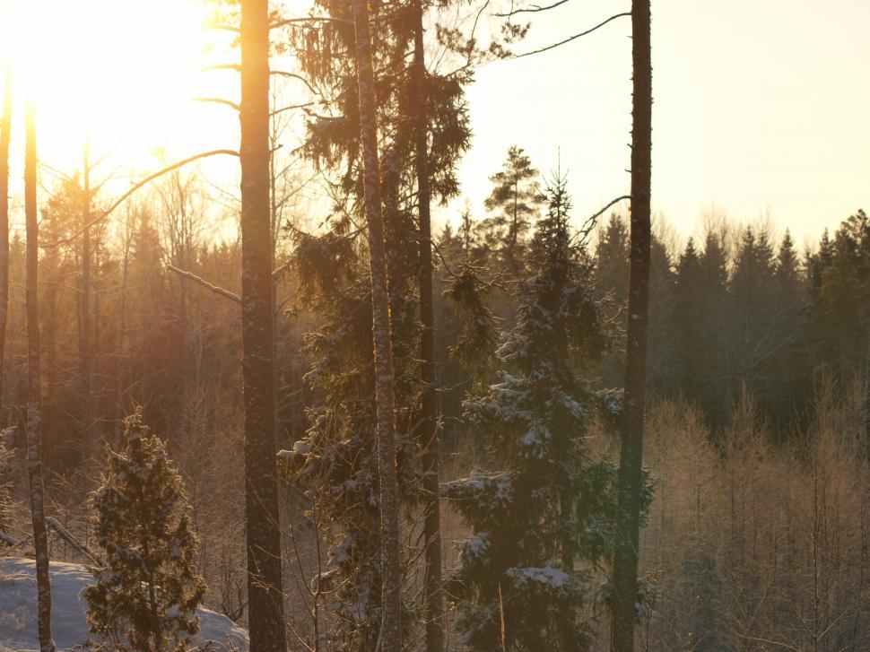 Free Image of Frozen forest with bright sun 